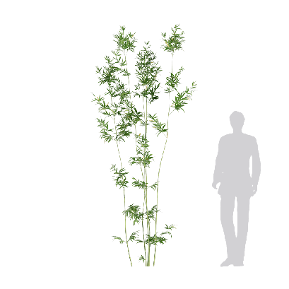 Bamboo Bambusa boniopsis 04