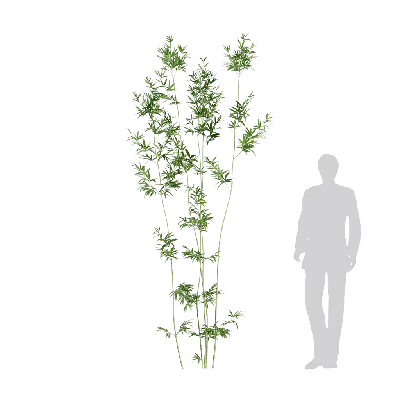 Bambusa boniopsis 04