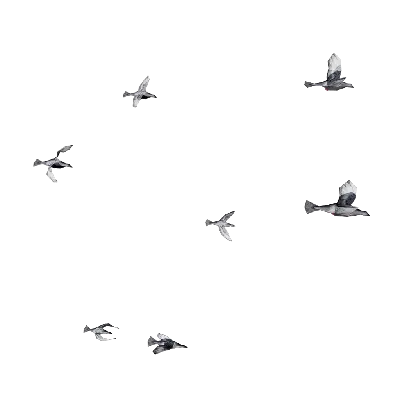 birds swarm 04