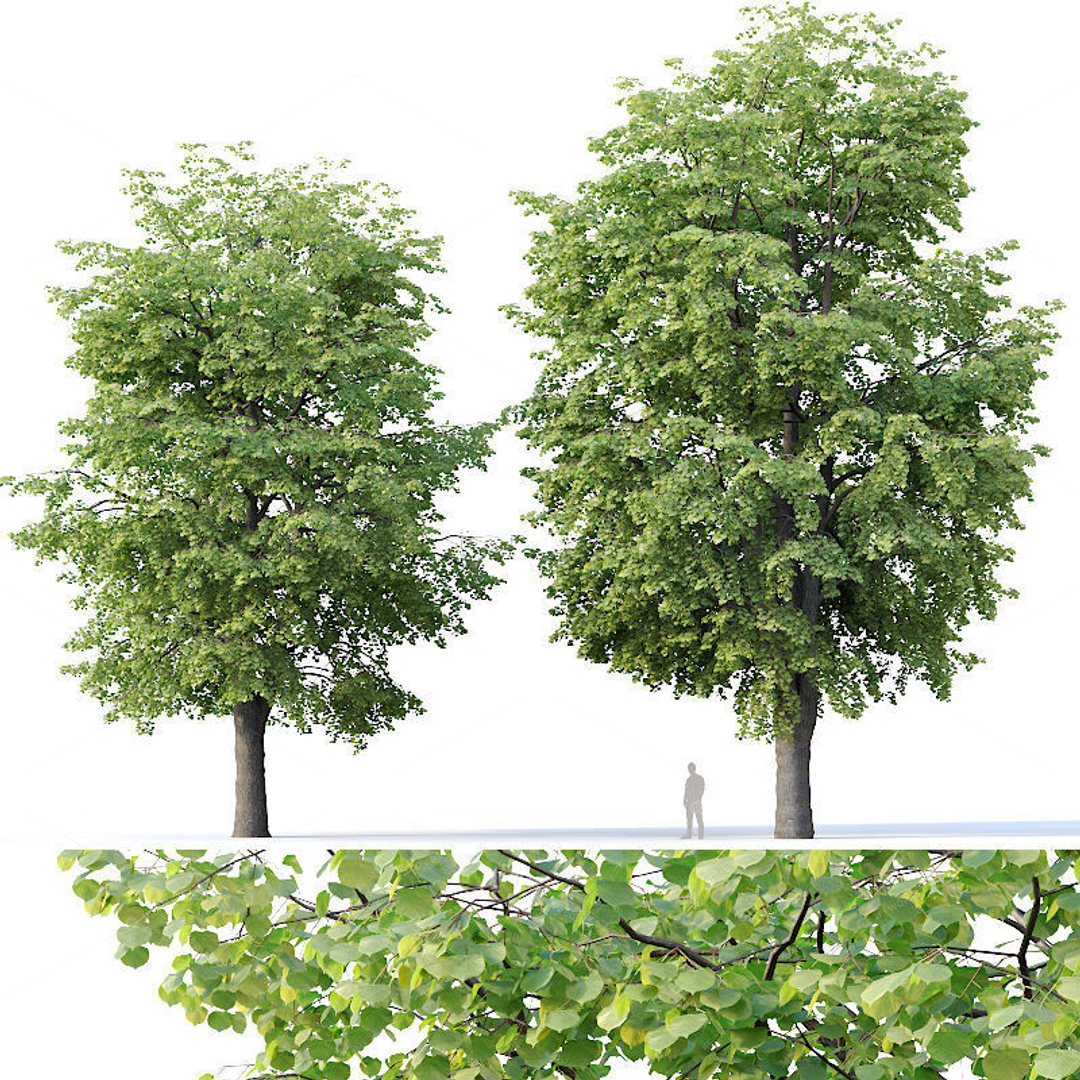 Trees 3D Models