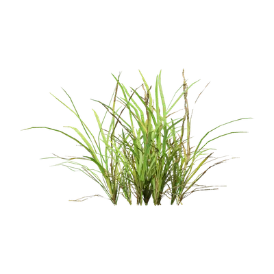 Carex atrata 04