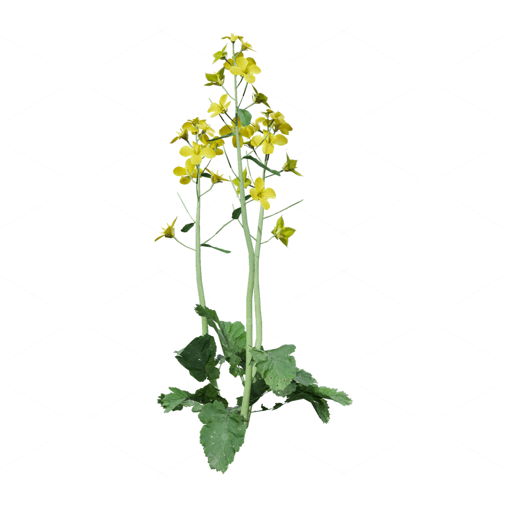 Crops 3D Models