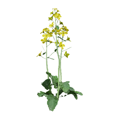 Crops Brassica napus 04