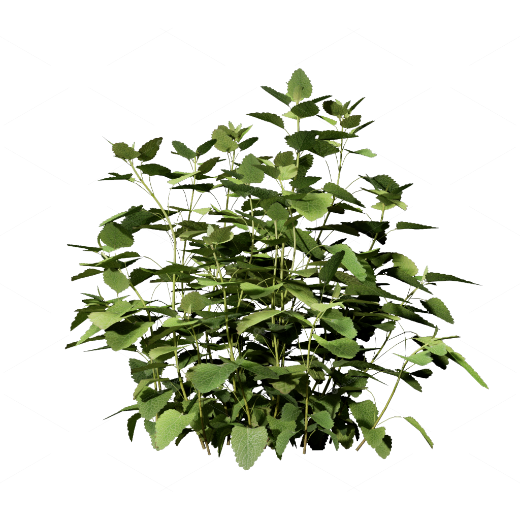 Flowers 3D Models