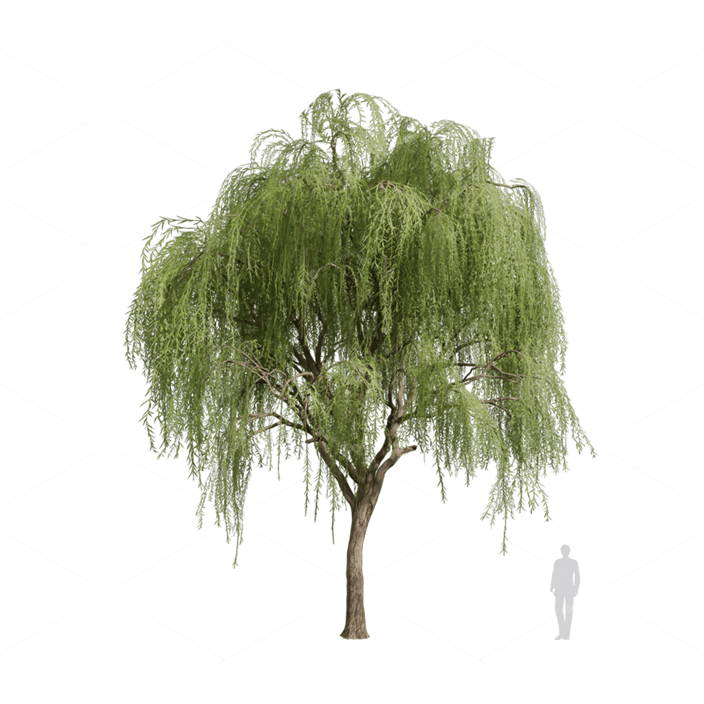 Trees 3D Models