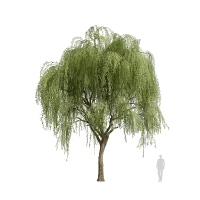 Salix babylonica 16 3d model