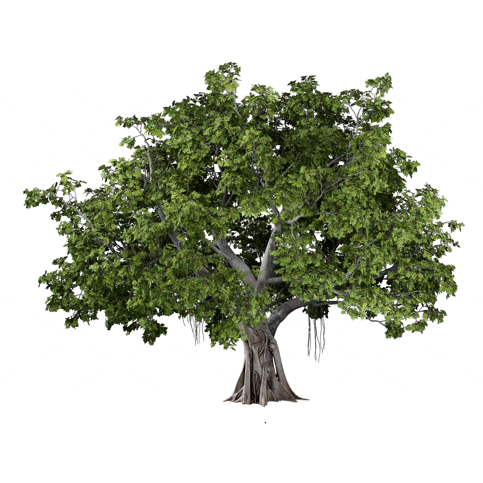 Trees 3D Models