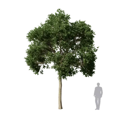 Robinia pseudoacacia 3d model