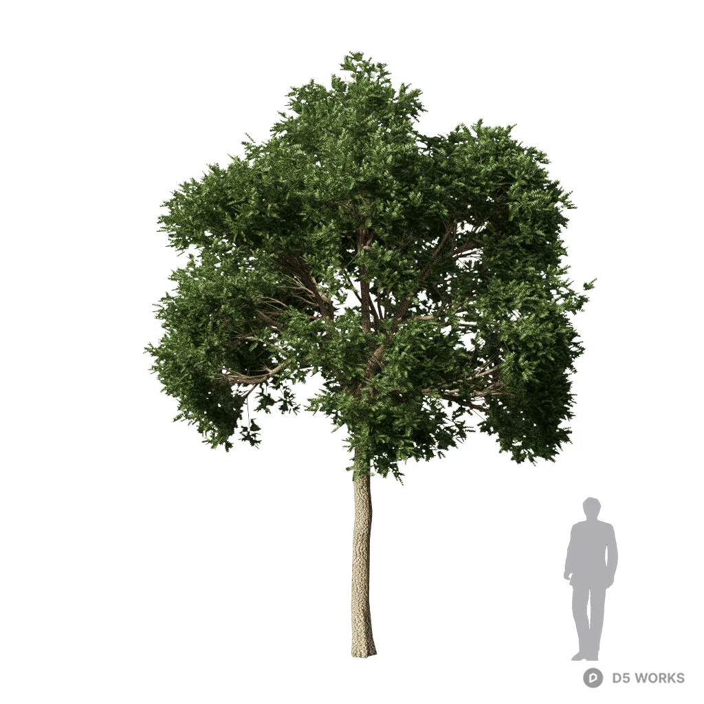 Robinia pseudoacacia 3d model - Image 1