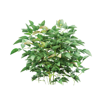 Crops Glycine max 06