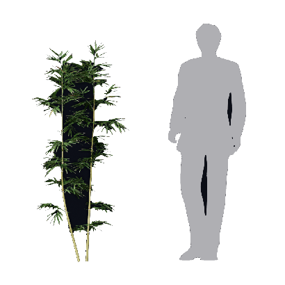 Bamboo Bambusa multiplex fernleaf 05