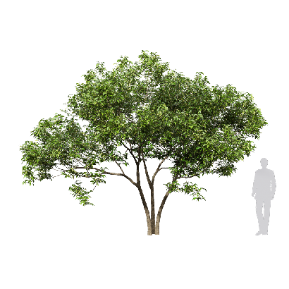 Broadleaf Tree Osmanthus fragrans 11