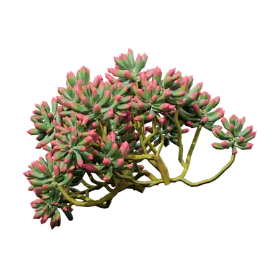 Sedum pachyphyllum 06