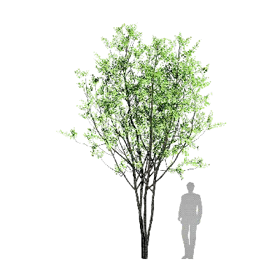 Sapium sebiferum clump 02