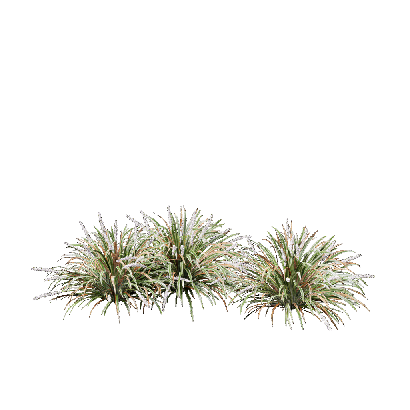 Grass Ophiopogon jaburan vittatus 06