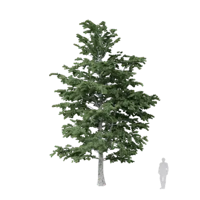 Cedrus libani 02