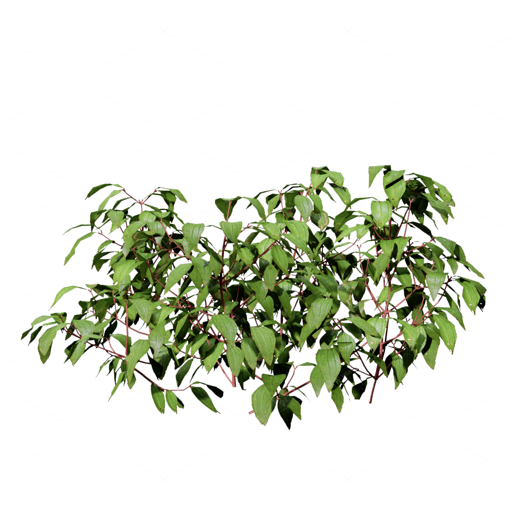 Shrubs 3D Models