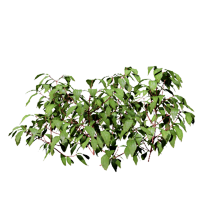 Shrub Melastoma affine 03