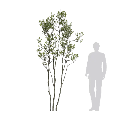 Miscellaneous trees 03 3d model