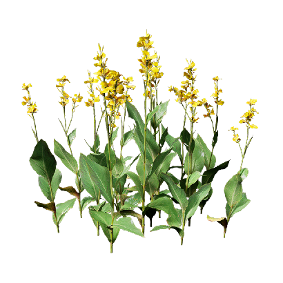 Grass Canna indica 05