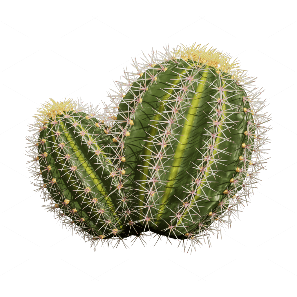 Xerophyte Plants 3D Models