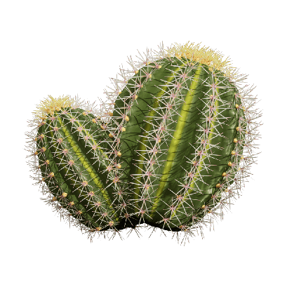 Xerophytes Echinocactus grusonii 02