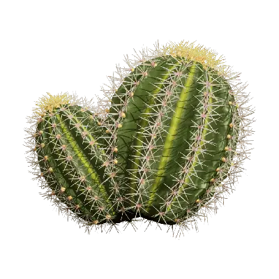 Echinocactus grusonii 02