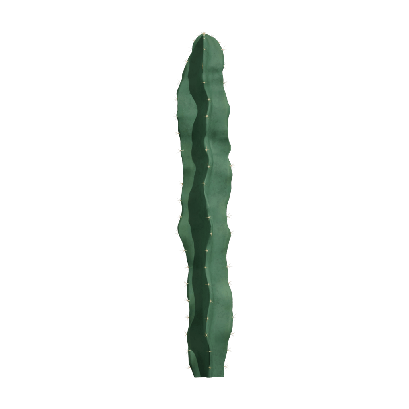 Xerophytes Cereus peruvianus 01