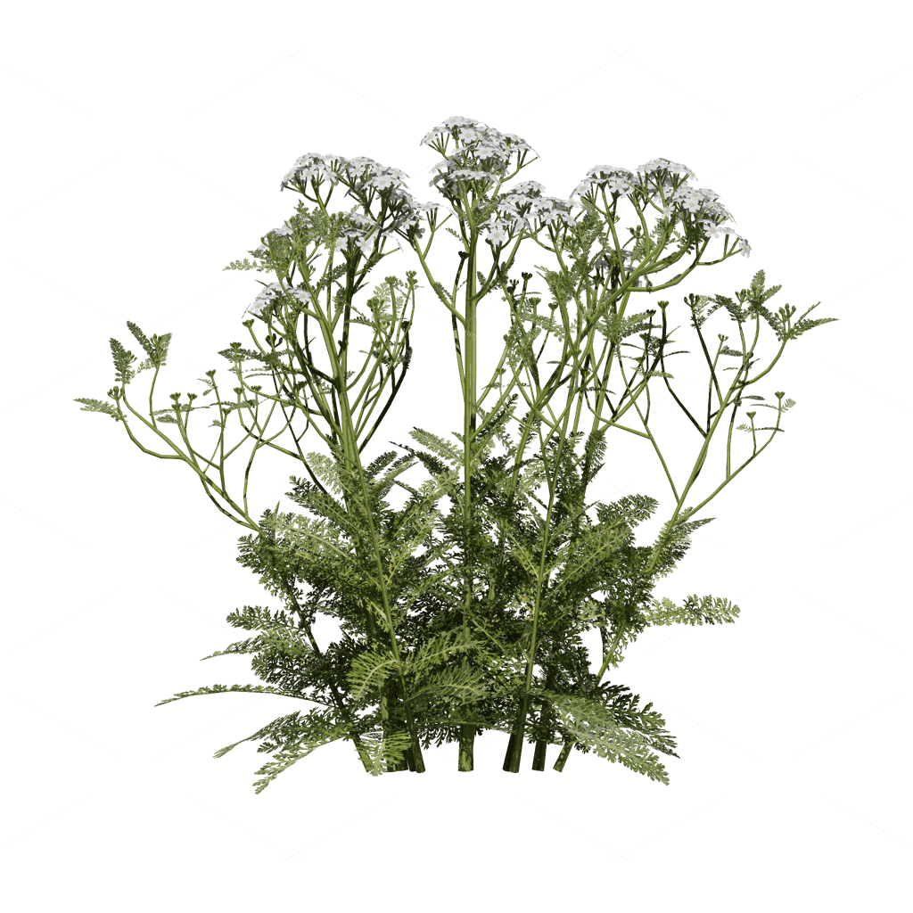 Flowers 3D Models