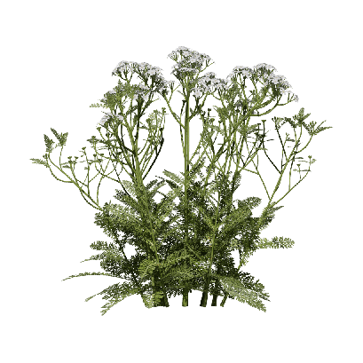 Grass Achillea millefolium 04