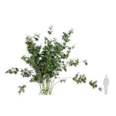 Bambusa boniopsis 02