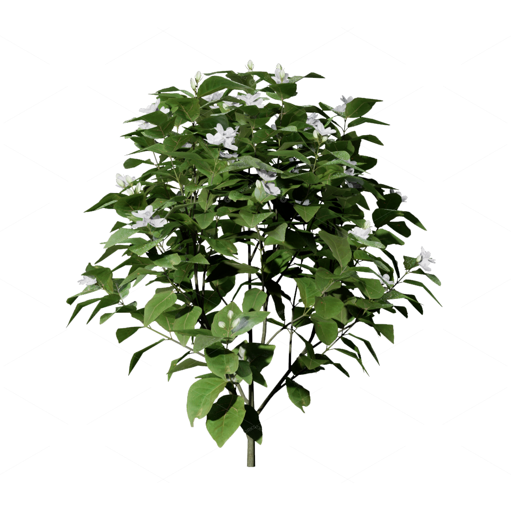 Shrubs 3D Models