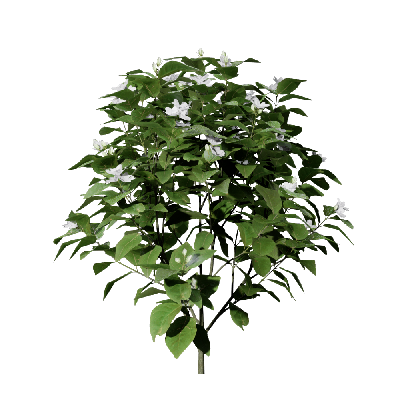 Shrub Jasminum sambac 01