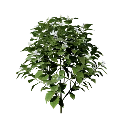 Jasminum sambac 01 3d model