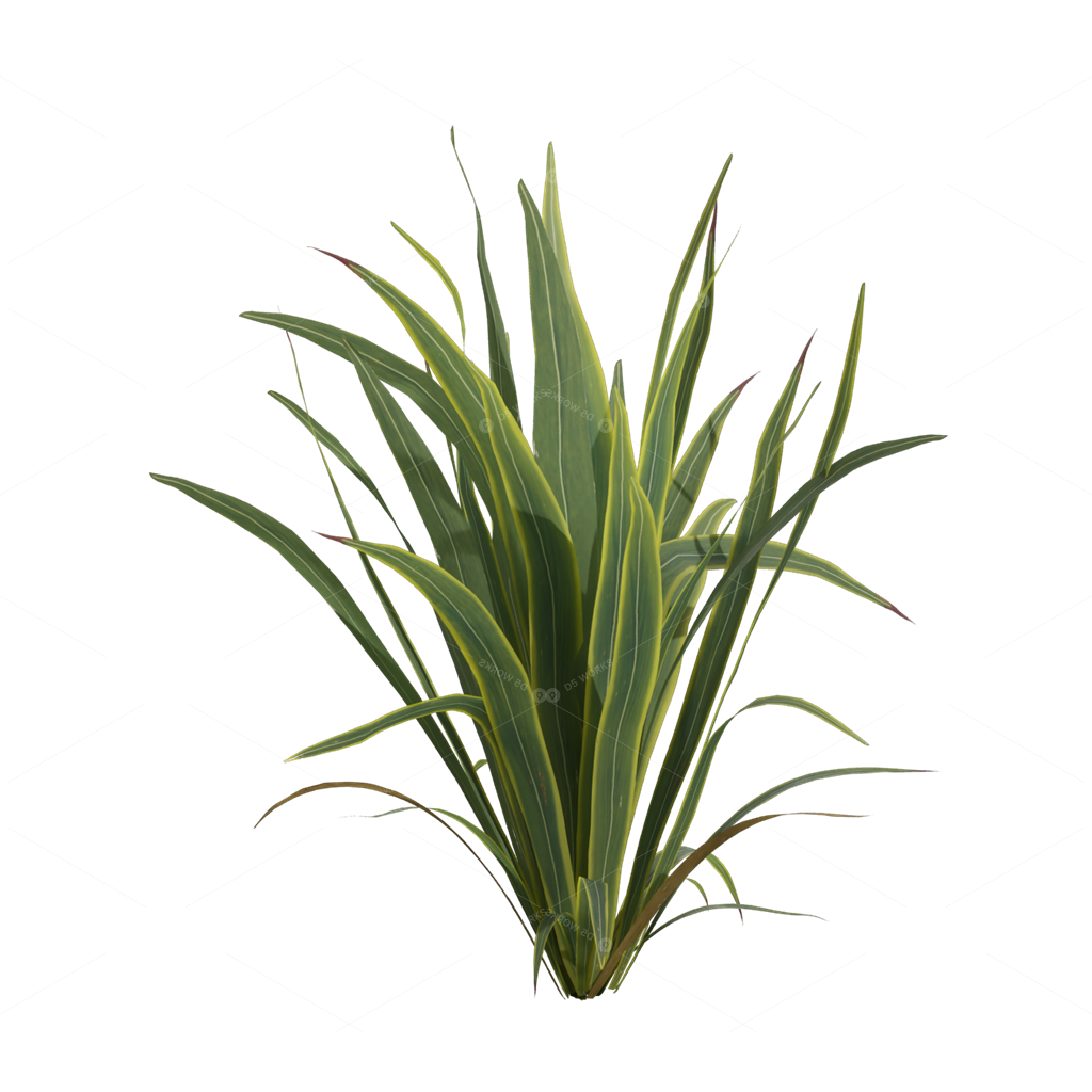 Xerophyte Plants 3D Models