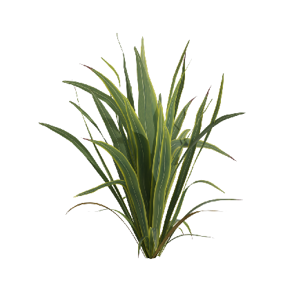 Xerophytes Phormium sundowner 03