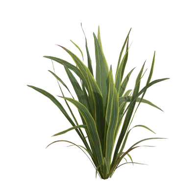 Phormium sundowner 03