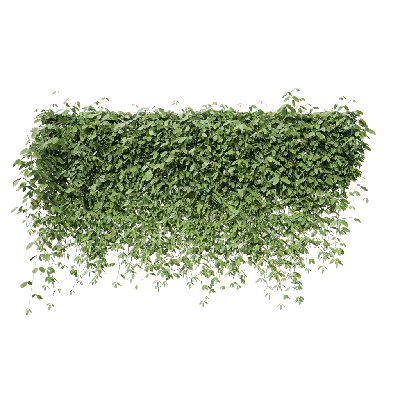 Mucuna sempervirens 02