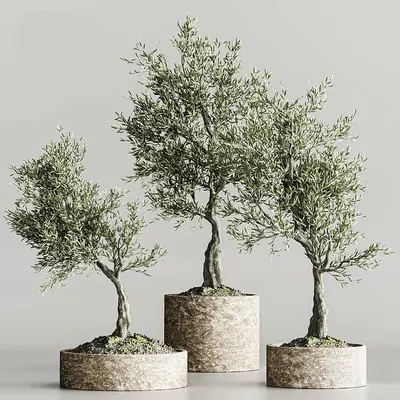Potted Plant 3d model