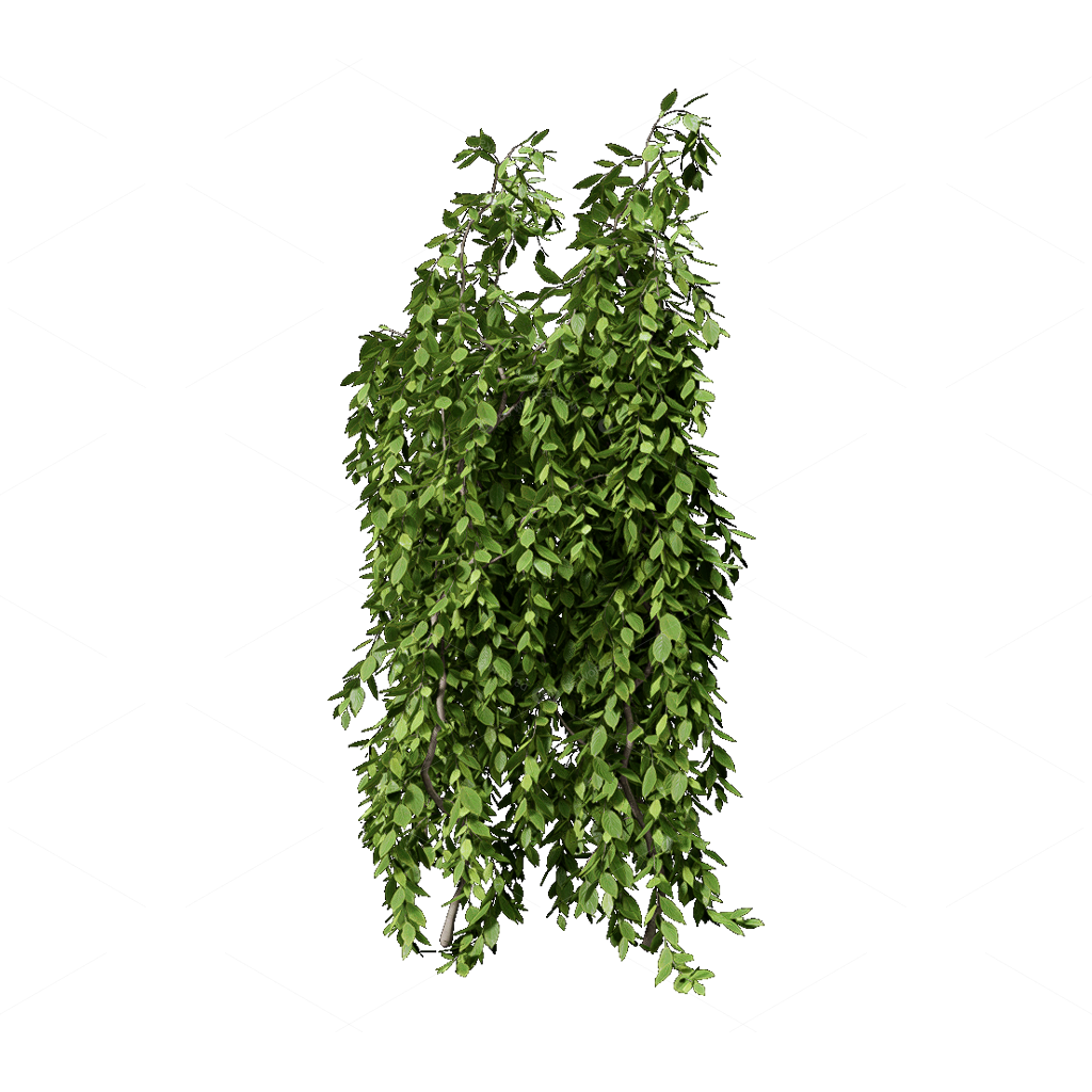 Climbing Plants 3D Models
