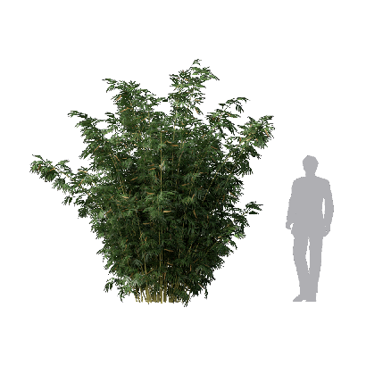 Bamboo Bambusa multiplex fernleaf 02