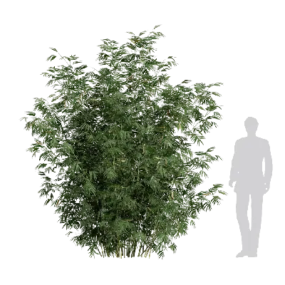 Bambusa multiplex fernleaf 02