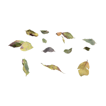 Other Plants Foliage 01