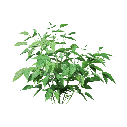 Crops Rubus idaeus 01