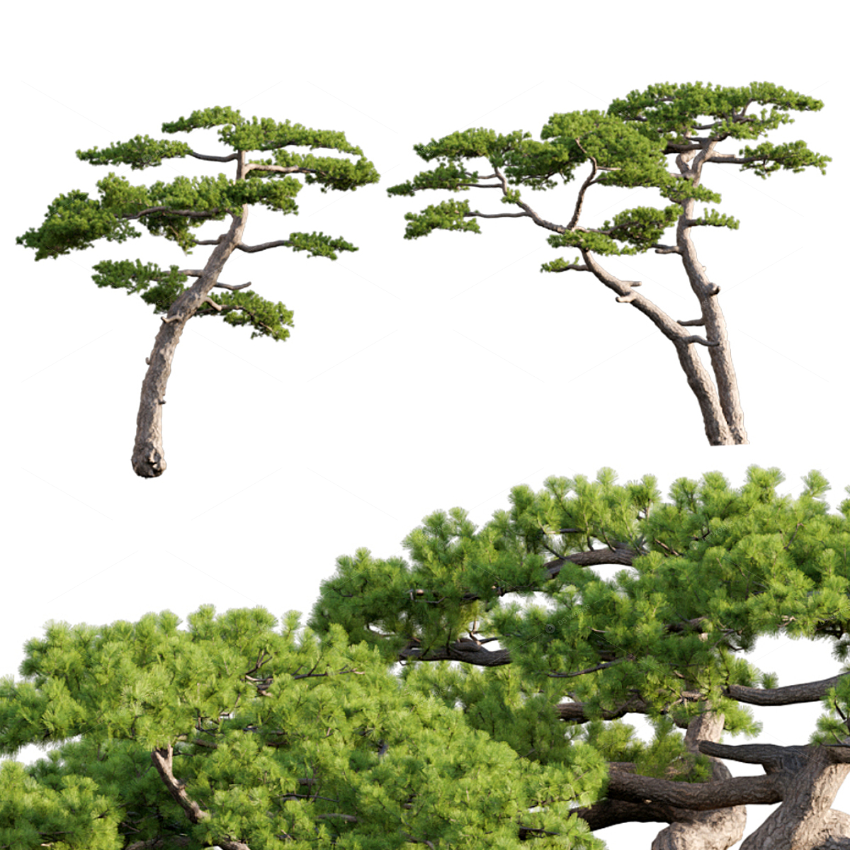 Trees 3D Models