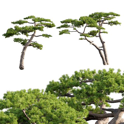 Modern Coniferous Tree
