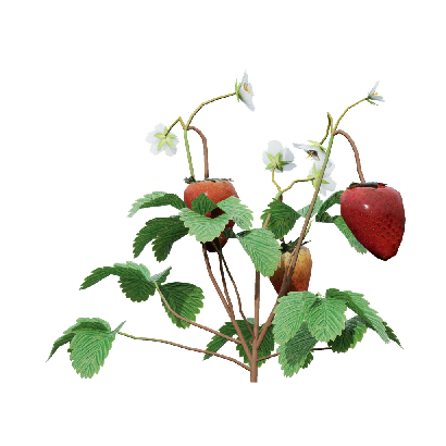 Crops Fragaria 07
