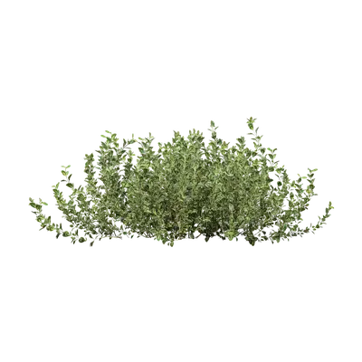 Thymus mongolicus 02 3d model