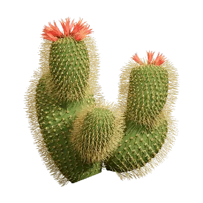Cactus 03