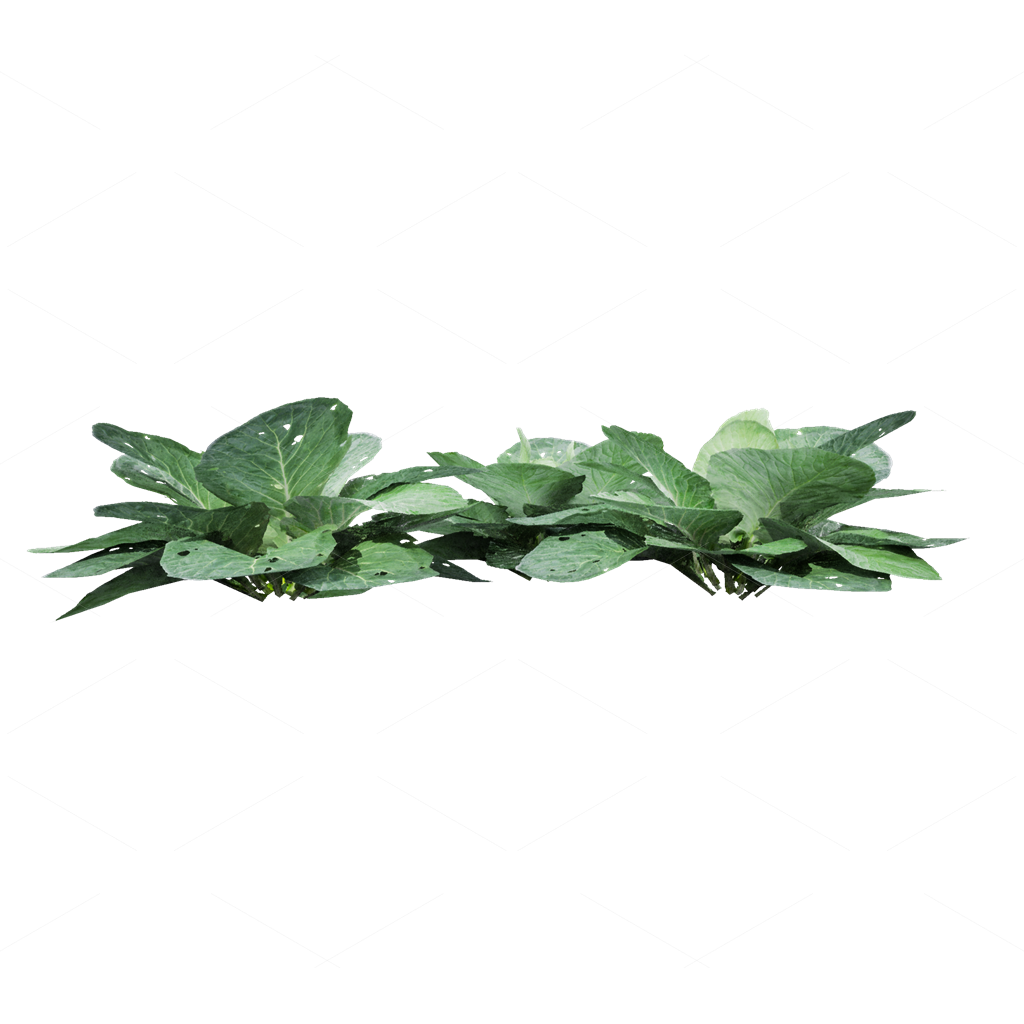 Crops 3D Models